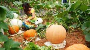 Vườn bí ngô ‘khổng lồ’ ở Đà Lạt