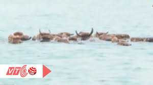 Xem nuôi bò ở lòng hồ Thác Bà, Yên Bái