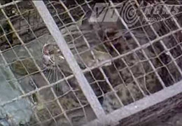 Đàn báo mèo hoang dã ở bãi bồi sông Hồng thuộc chủng loại nào?