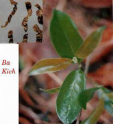 Bài thuốc quý giúp quý ông 'trên bảo, dưới nghe'