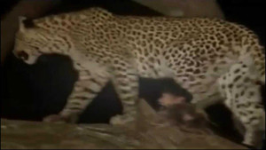 Clip: Báo đốm giết khỉ mẹ, 'cướp' quyền chăm sóc khỉ con