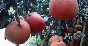 Bưởi 'tiến vua' hơn 200.000 đồng/quả lại vào mùa 'sốt'