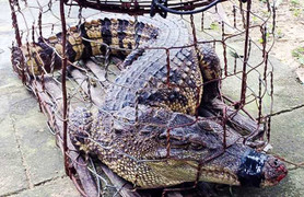 Dân liên tiếp bắt được cá sấu 'khủng' giữa khu dân cư