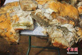 Kiếm tiền tỷ nhờ tìm thấy loại nấm siêu quý hiếm