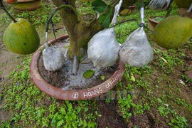 Vườn cây cảnh 10 loại quả độc đáo ở Hà Thành