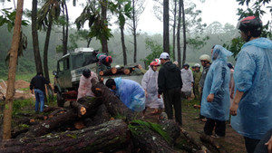 Vác dao rựa, thả chó ngăn lực lượng chức năng thu gỗ phá rừng đặc dụng