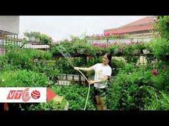 Người Hà Nội trồng rau nuôi gà trên nóc nhà