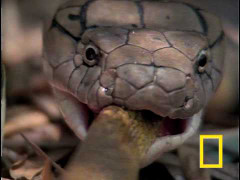 Clip: Ghê sợ các ‘sát thủ’ diệt mồi nham hiểm trong thế giới hoang dã