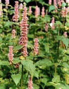 Bài thuốc ngâm giúp đàn ông thoát khỏi liệt dương