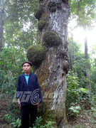 Những thân cây lạ quanh ngôi đền linh thiêng không ai dám vào ở Hà Giang