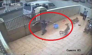 Clip: Cận cảnh cẩu tặc giăng câu trộm chó gây căm phẫn