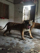 Rao bán hổ, gấu và đại bàng trên facebook, thách thức công an đừng mất công truy tìm