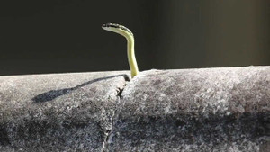 Clip: Rắn con ngóc đầu ngắm nhìn thế giới khổng lồ