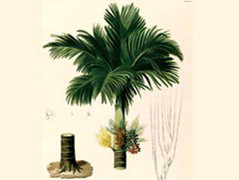 Dược thảo giúp quý ông hết yếu sinh lý