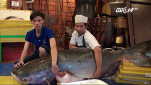 TP.HCM: Hai con cá giá gần nửa tỷ đồng