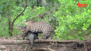 Clip: Báo đốm điên cuồng lao xuống sông tiêu diệt cá sấu