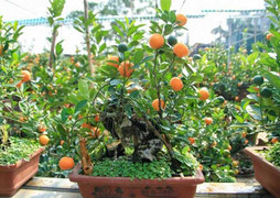 Cây kiểng độc, đẹp từ cổ thụ tới mini cho đại gia chưng Tết