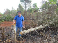 Hơn 300 người kéo nhau lên rừng đốt gốc, chặt cây