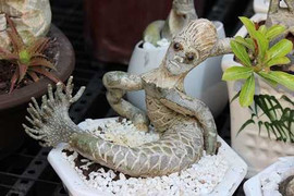 Ngỡ ngàng cây kiểng Tết hình thú độc lạ hốt bạc