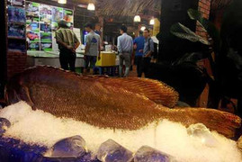 Cá mú nghệ 'khủng' nhất từ trước đến nay về TP.HCM