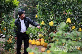 Khám phá vườn cây ngũ quả 'độc nhất vô nhị' ở Hà Nội