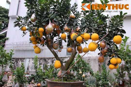 Bưởi cảnh chơi Tết giá 40 triệu đồng