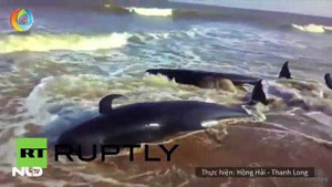 Video: Cá voi tự sát tập thể ở Ấn Độ