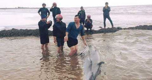 Cá voi khổng lồ dạt vào bờ biển Nam Định