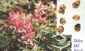 Bài thuốc hay chữa viêm gan mạn