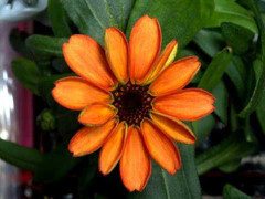 NASA công bố hình ảnh bông hoa đầu tiên nở trên trạm ISS