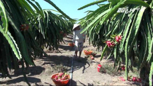 Thương lái Trung Quốc ồ ạt thu mua hoa thanh long