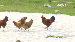 Clip: Rợn người cảnh làm mứt siêu bẩn, để đàn gà dẫm lên mứt