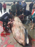 Xôn xao cá voi khổng lồ bị xẻ thịt, máu lênh láng bờ biển