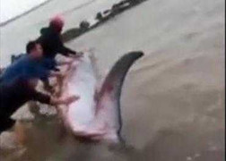 Clip: Giải cứu cá voi 3 tấn mắc cạn ở Nam Định