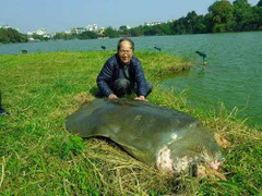 Chiều nay, cụ rùa Hồ Gươm 'viên tịch'
