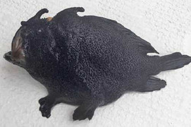 Phát hiện 'thủy quái' hình thù kỳ dị, đớp mồi nhanh như chớp