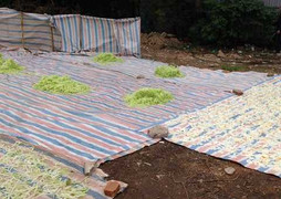 Mứt bẩn phơi dưới nền đất: Tiêu huỷ 250kg, phạt 1,5 triệu đồng