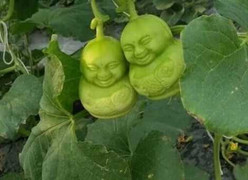 Trái lạ bày 2 tháng không héo tràn ngập thị trường