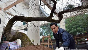 Ngắm cây đào rừng Sapa giá gần 700 triệu đồng ở Hà Nội