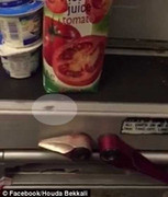 Clip: Gián bò lổm ngổm trong nhà bếp trên máy bay