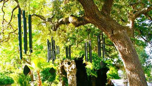 Chọn cây phong thủy tăng sinh khí, đón tài lộc