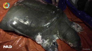 Video: Đưa rùa Hồ Gươm về Bảo tàng thiên nhiên Việt Nam để bảo quản