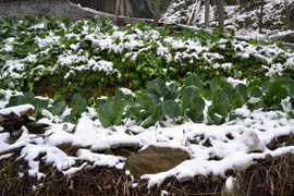 Video, ảnh: Xuất hiện băng tuyết ở thành phố Lạng Sơn