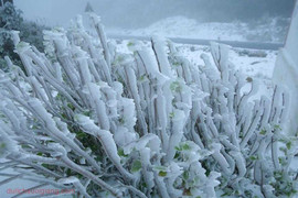 Những khu vực nào đang có tuyết rơi