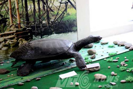 Cuộc vật lộn suốt đêm tóm 'rùa Hồ Gươm' khổng lồ ở Hòa Bình