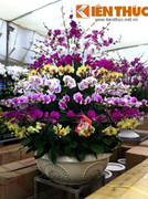 Cận cảnh chậu lan hồ điệp giá gần 90 triệu đồng ở Hà Nội
