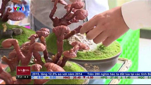 Nấm linh chi bonsai độc lạ hút khách dịp Tết