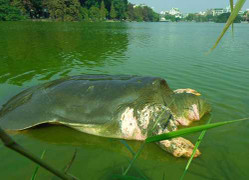 PGS Hà Đình Đức: ‘Cụ rùa’ Hồ Gươm năm 2011 đã 'cứu' nhiều người khỏi tai họa