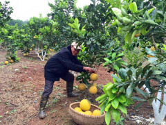 Đặc sản bưởi Diễn hữu cơ, sạch 100%