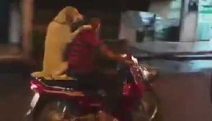 Video chó ngồi sau xe máy như người gây 'bão' mạng